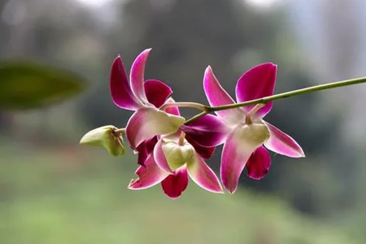 Orchidacées