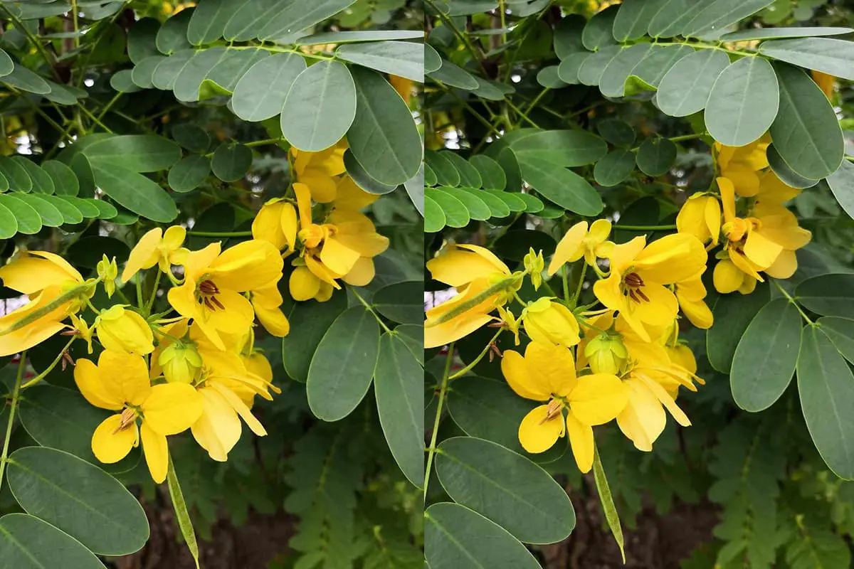 Senna Surattensis