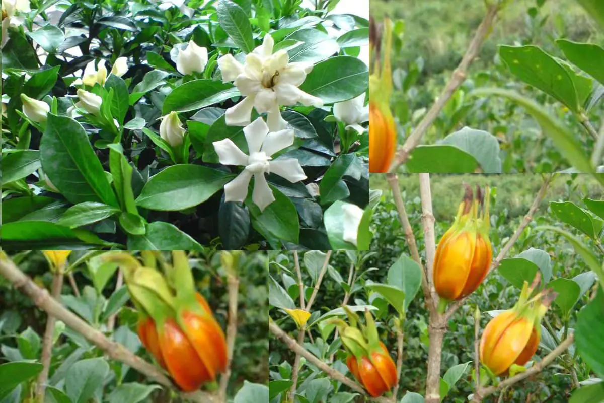 Top 10 Most Beautiful Varieties of Gardenias FlowersLib