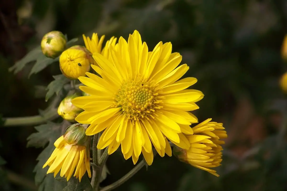 Chrysanthemum