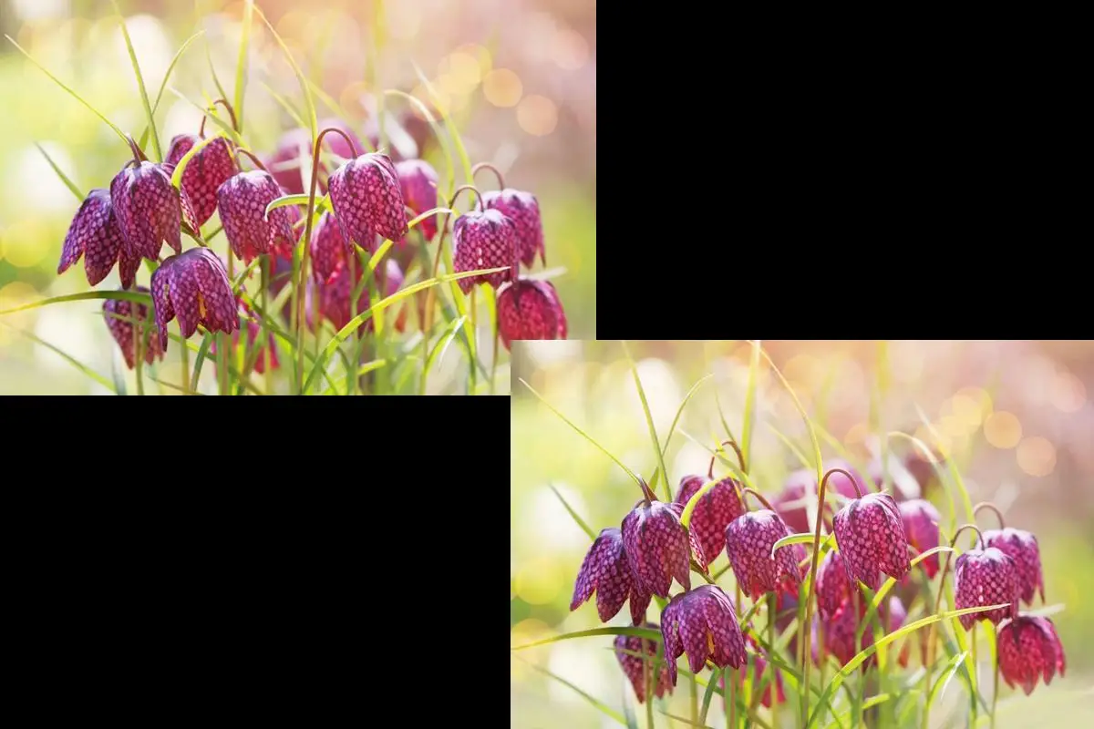 Fritillaria persica