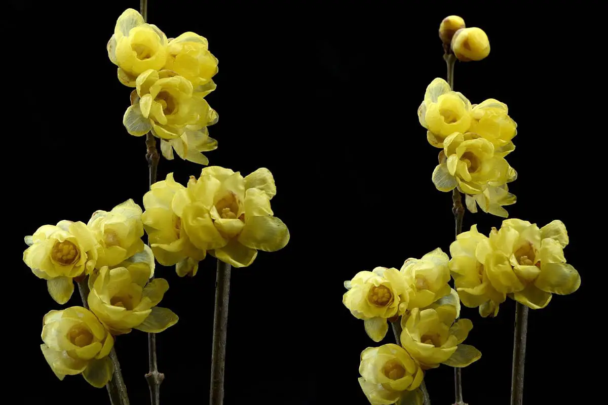 Chimonanthus praecox