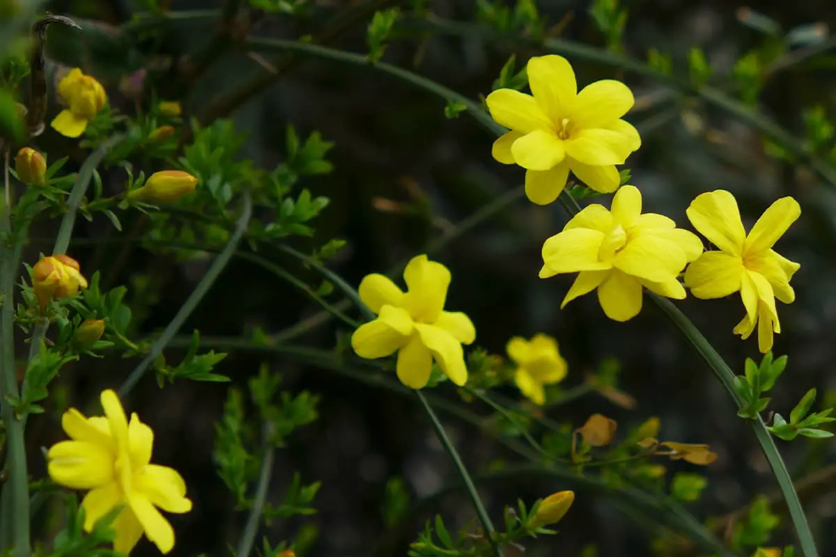 Winter Jasmine