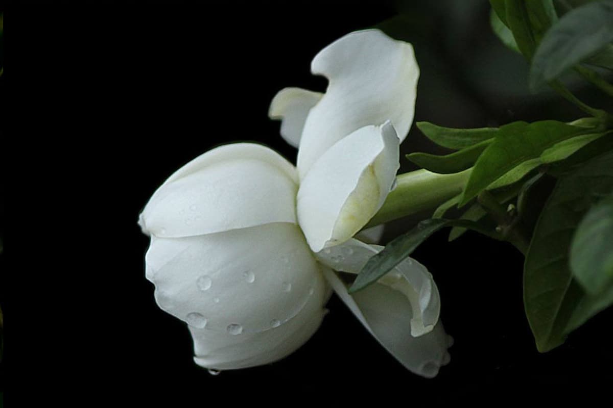 Gardenia, Blooming period: May - July