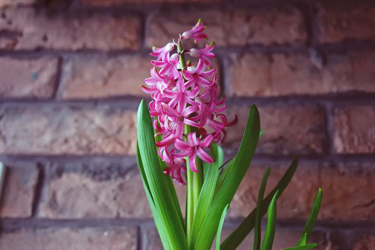 Hyacinths, Blooming period: March-April