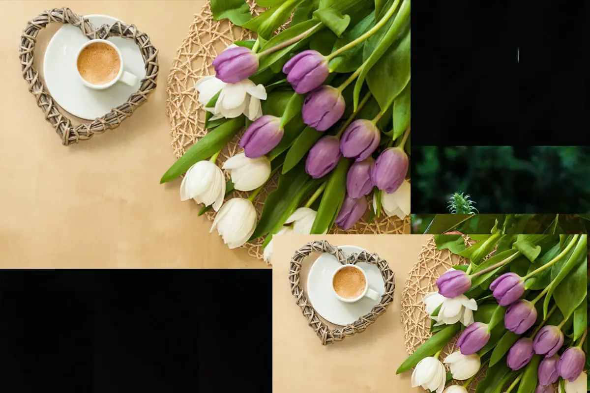 Tulipano - I fiori contengono alcaloidi tossici