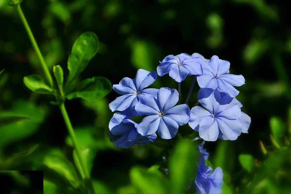 Plumbago