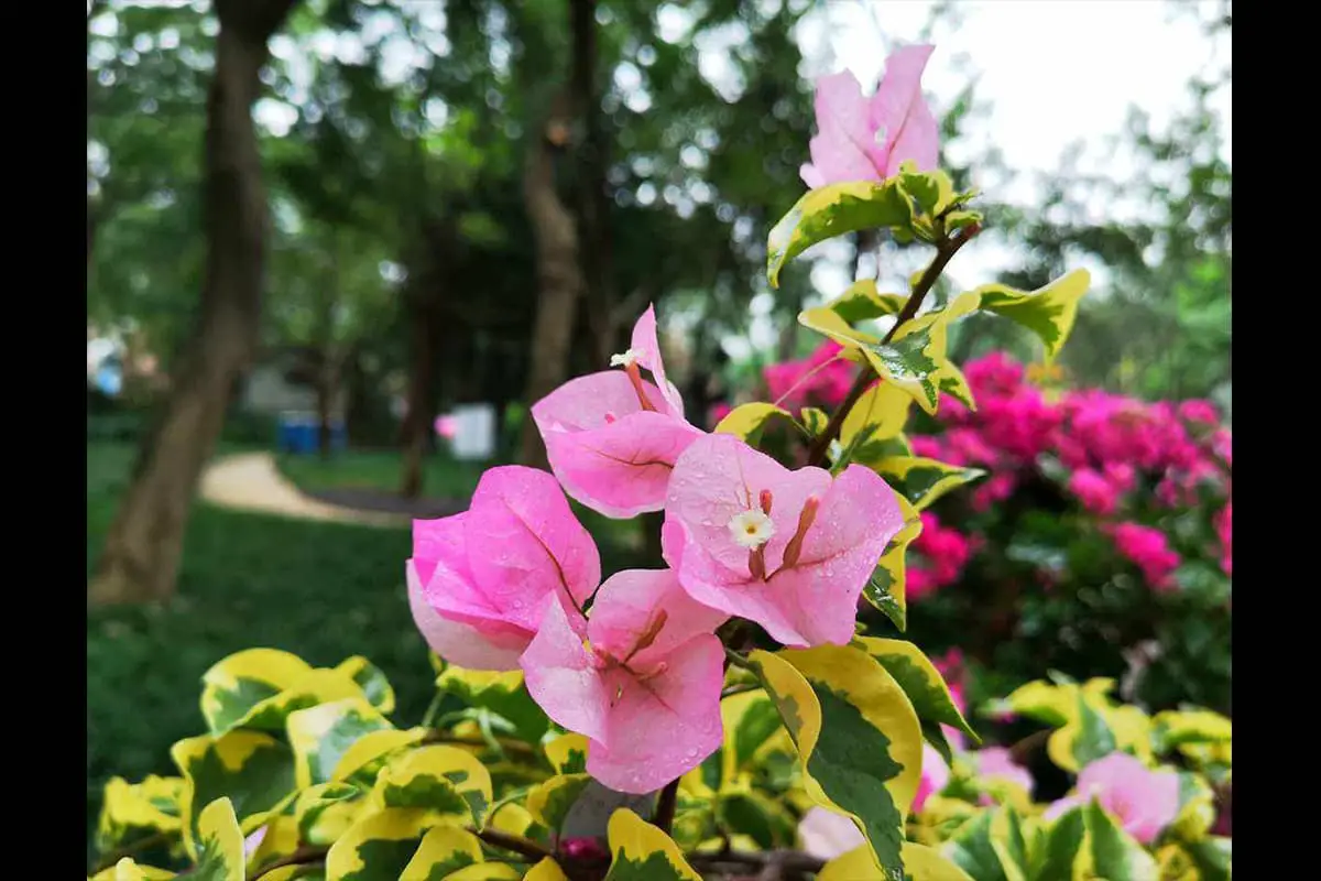 Bougainvillea - Blooming period: November-June