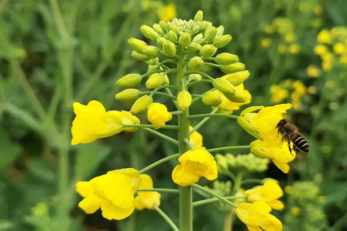 Learn About the Rape Flower: Basics, Growth & Care, Value and More