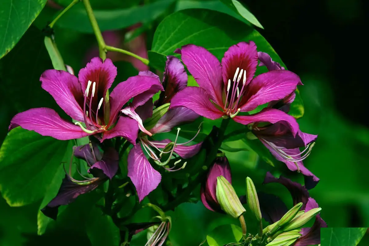 Bauhinia Purpurea