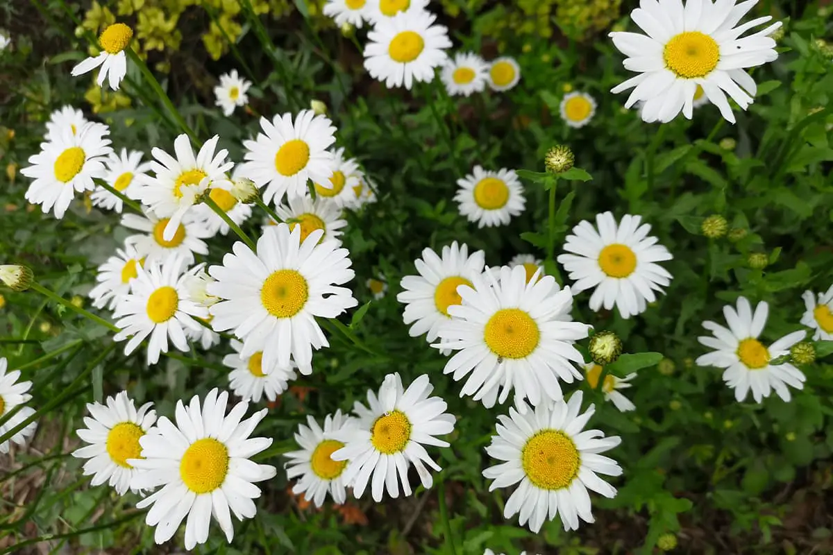 Matricaria recutita