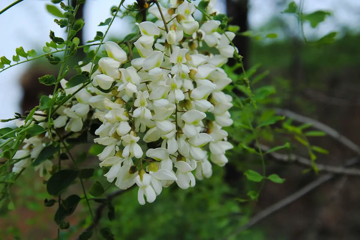 Sophora japonica