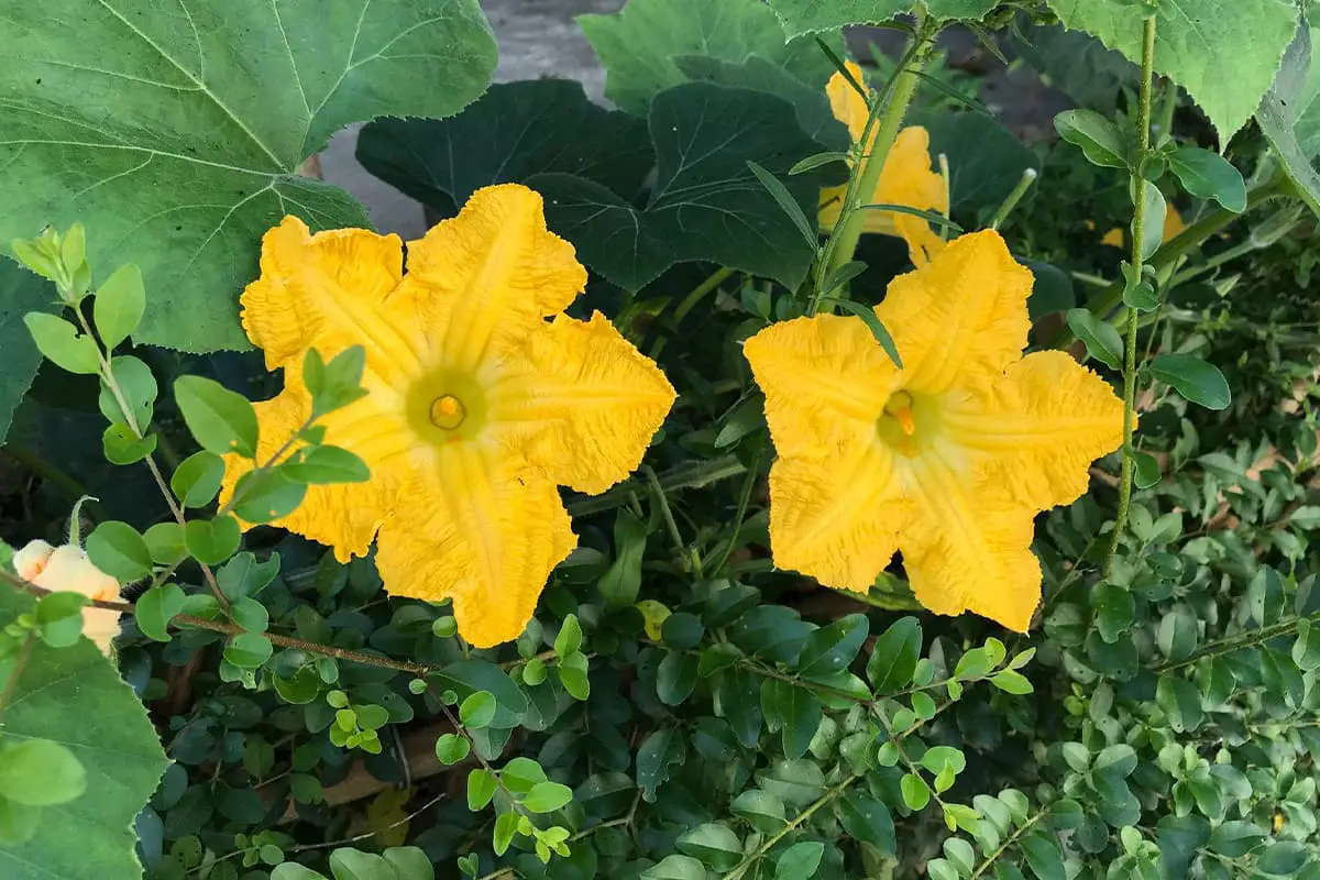 Cucurbita moschata