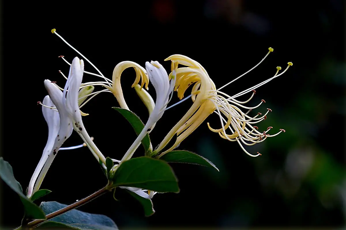 Lonicera japonica