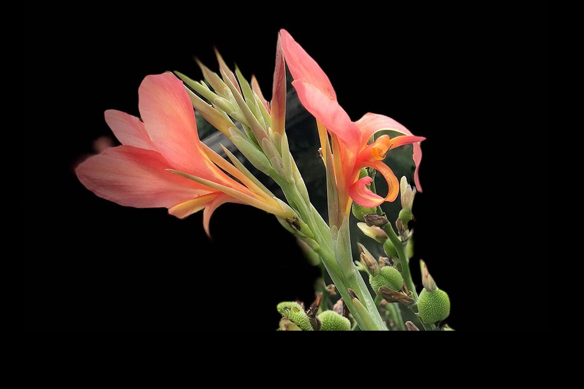 Canna indica