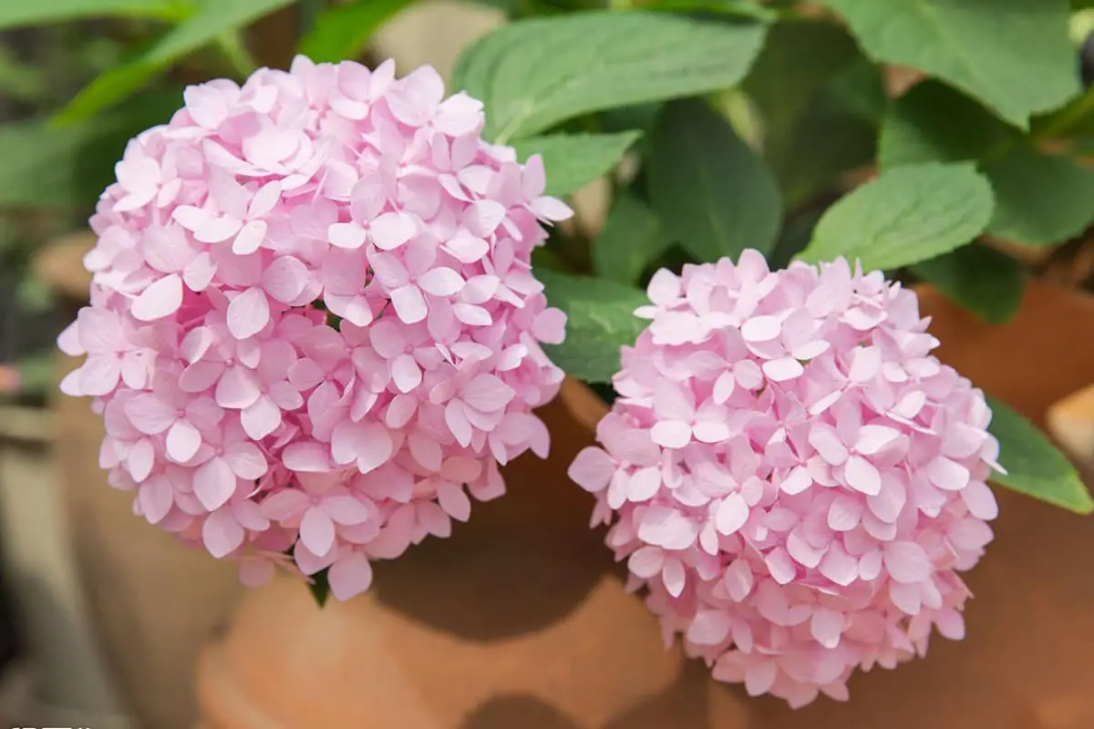 Hydrangea macrophylla
