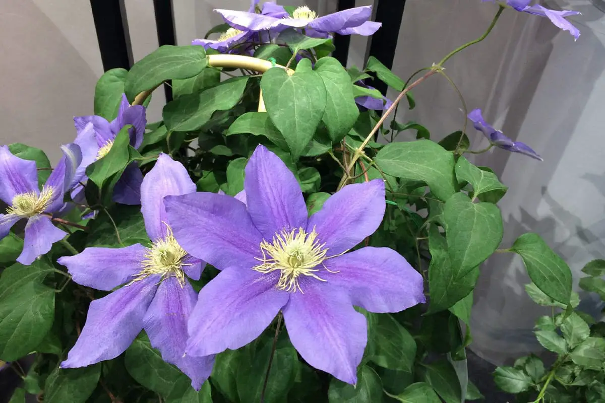 Clematis florida