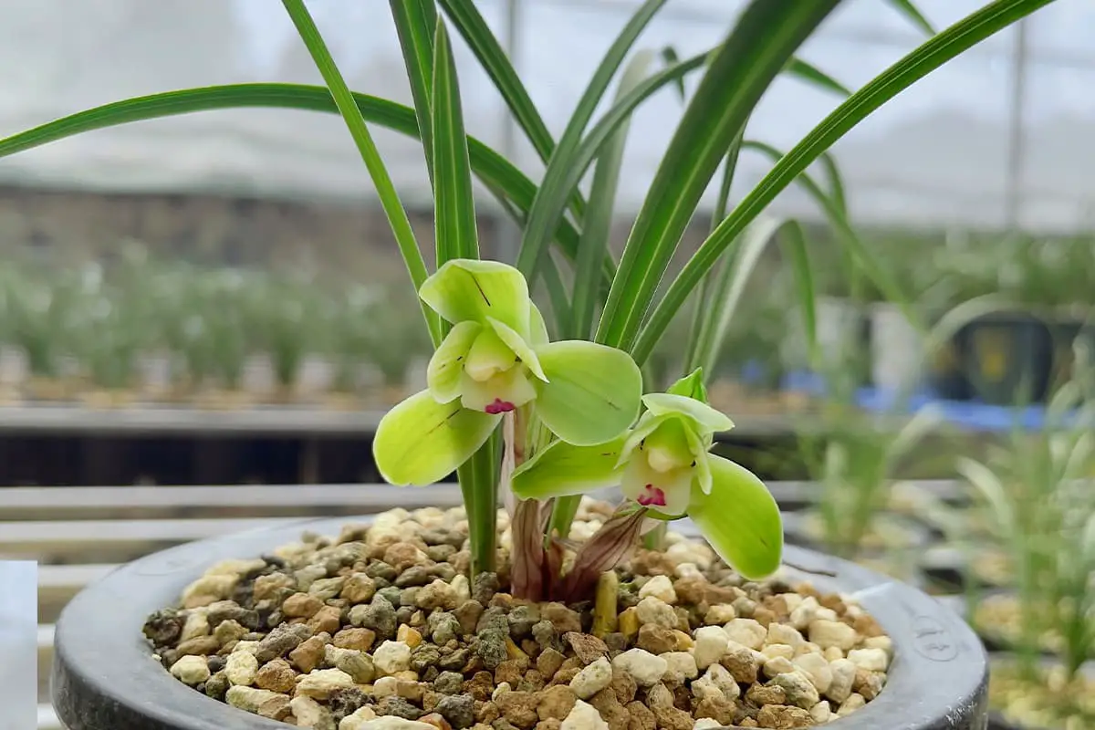 Freudiger Morgen Pflaumenblüte