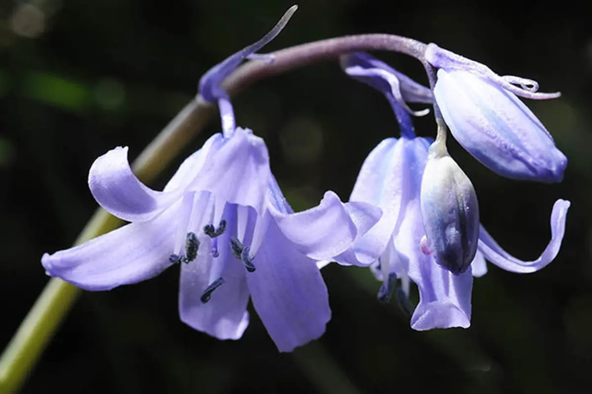 Hyacinthoides non-scripta