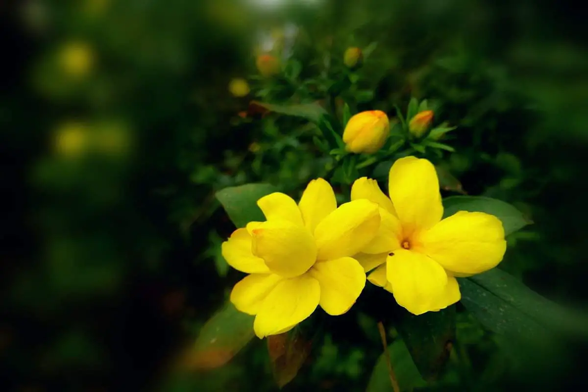 Jasminum nudiflorum