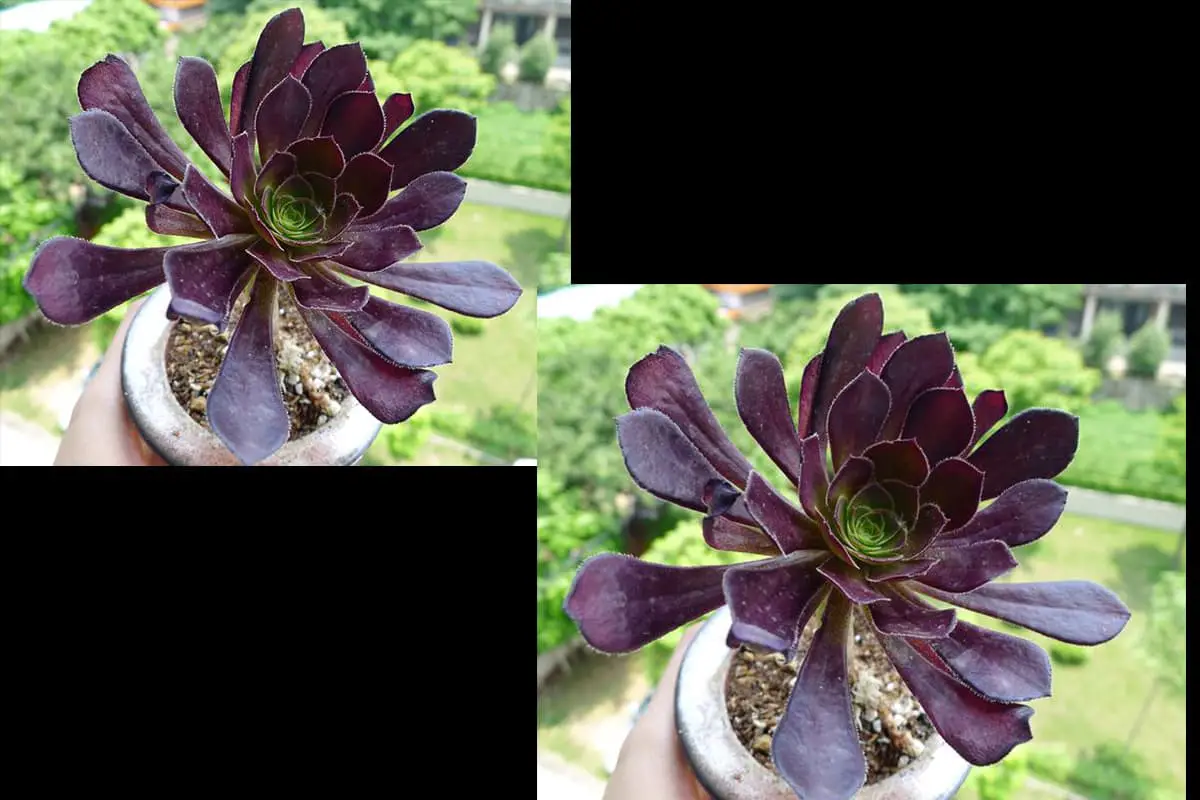 Aeonium arboreum