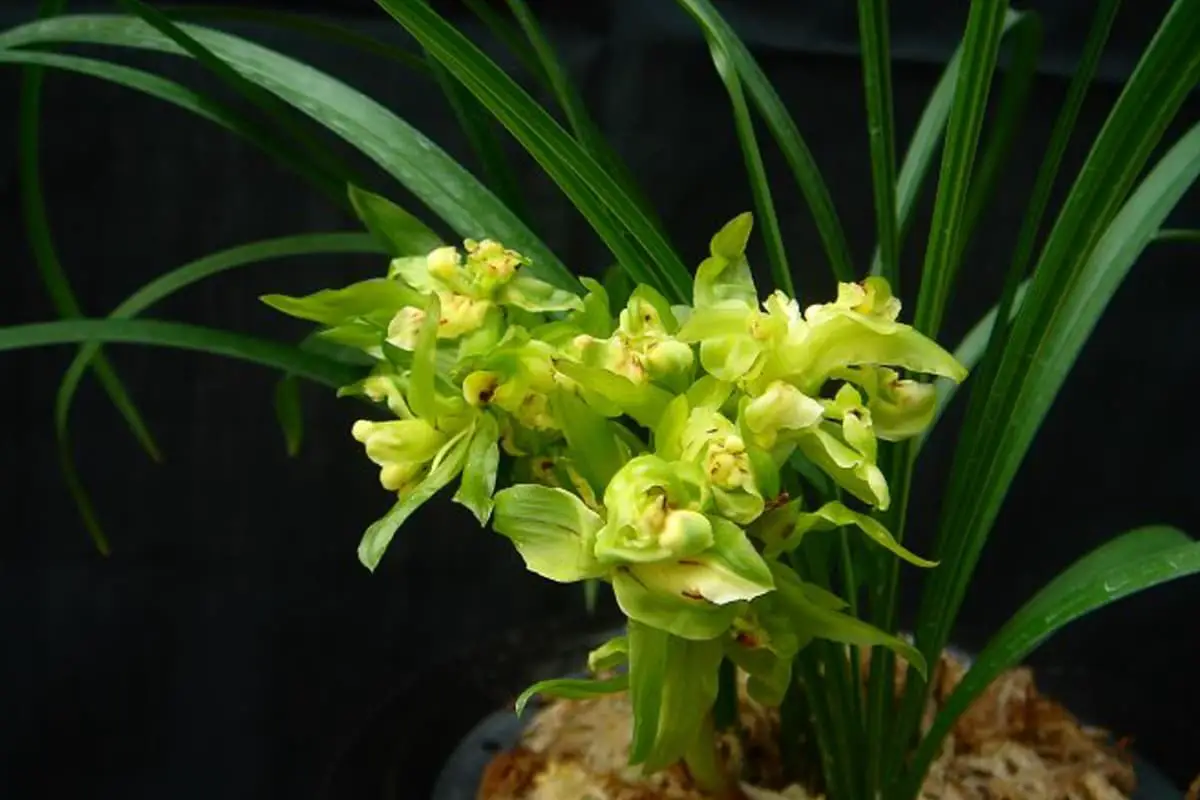 Cymbidium goeringii