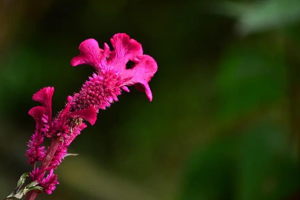 Celosia cristata