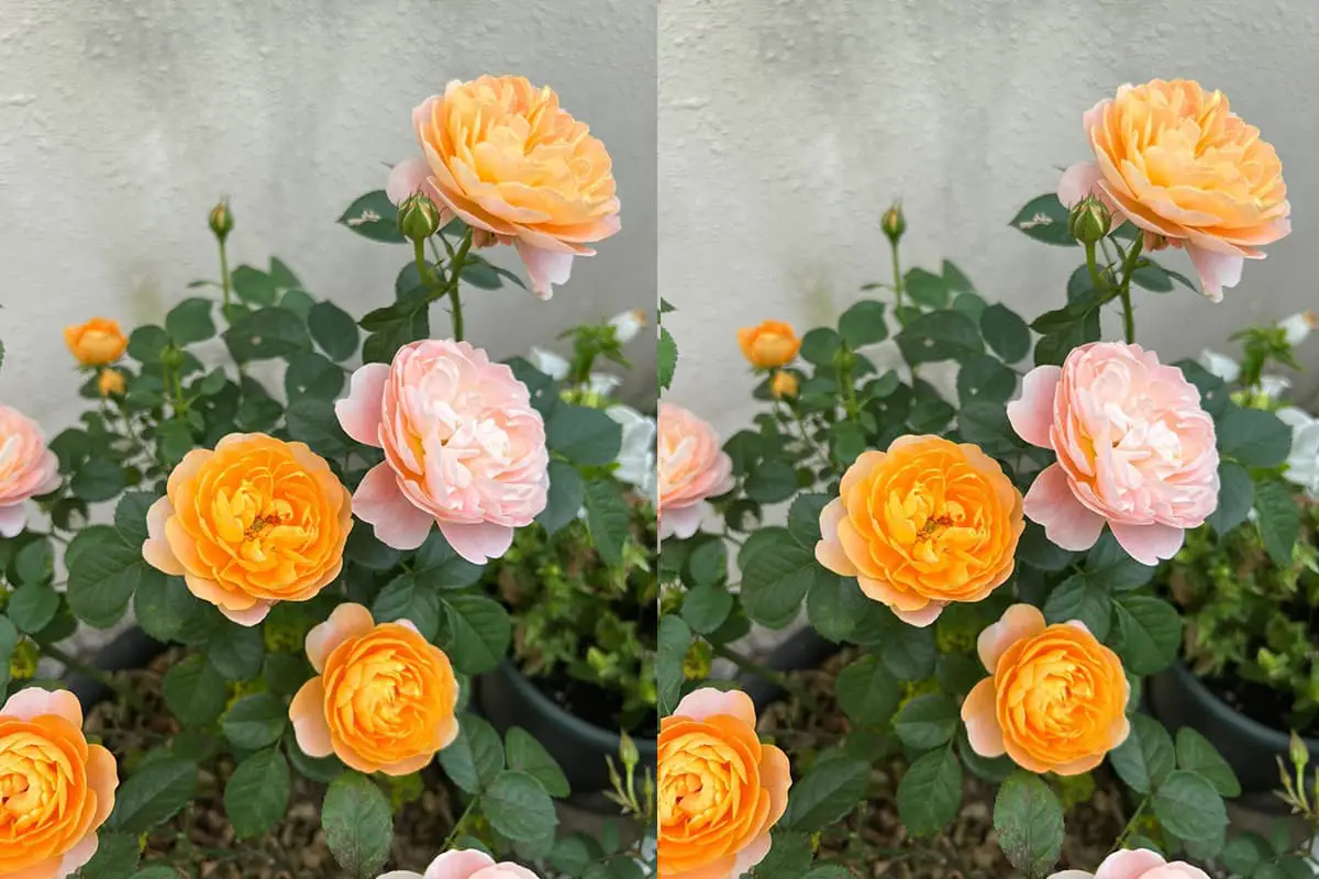 Rosa chinensis