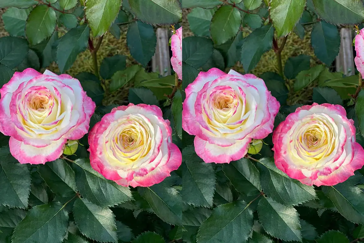 Rosa Chinensis Viridiflora