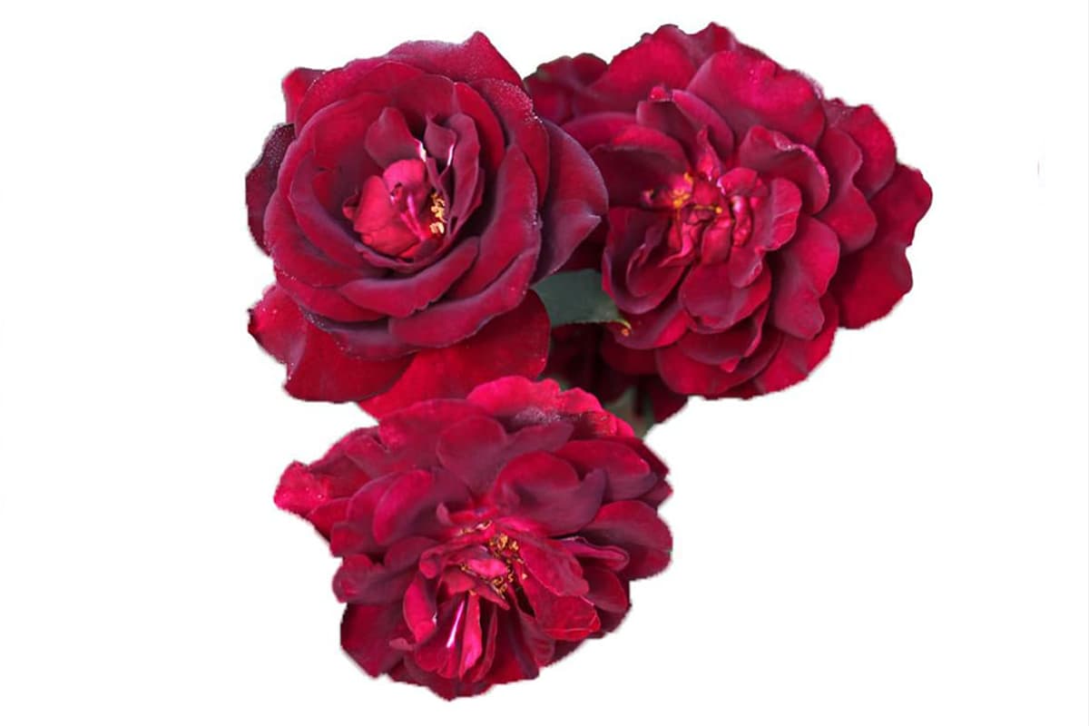 The Beauty of Louis XIV Roses: An In-depth Guide