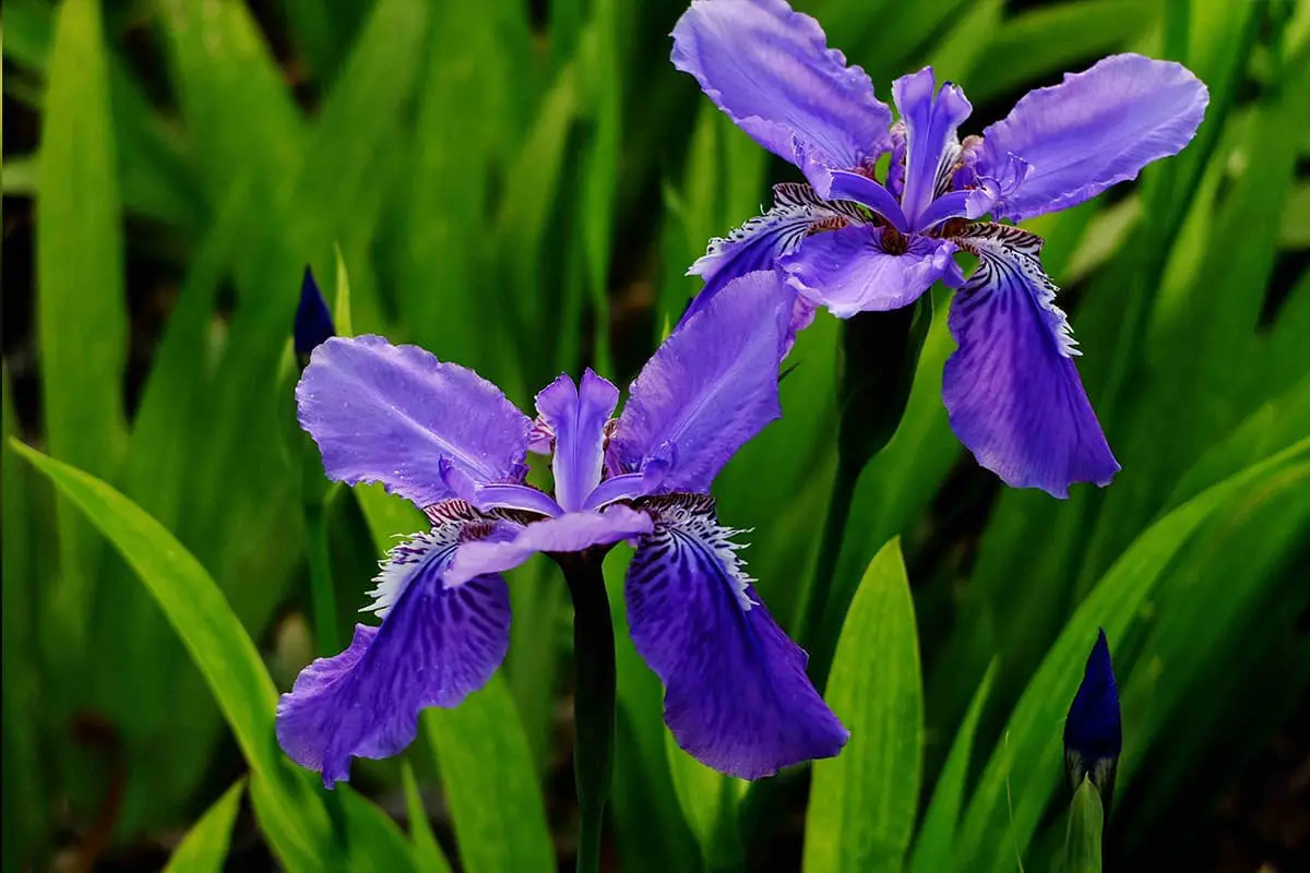 Iris germanica
