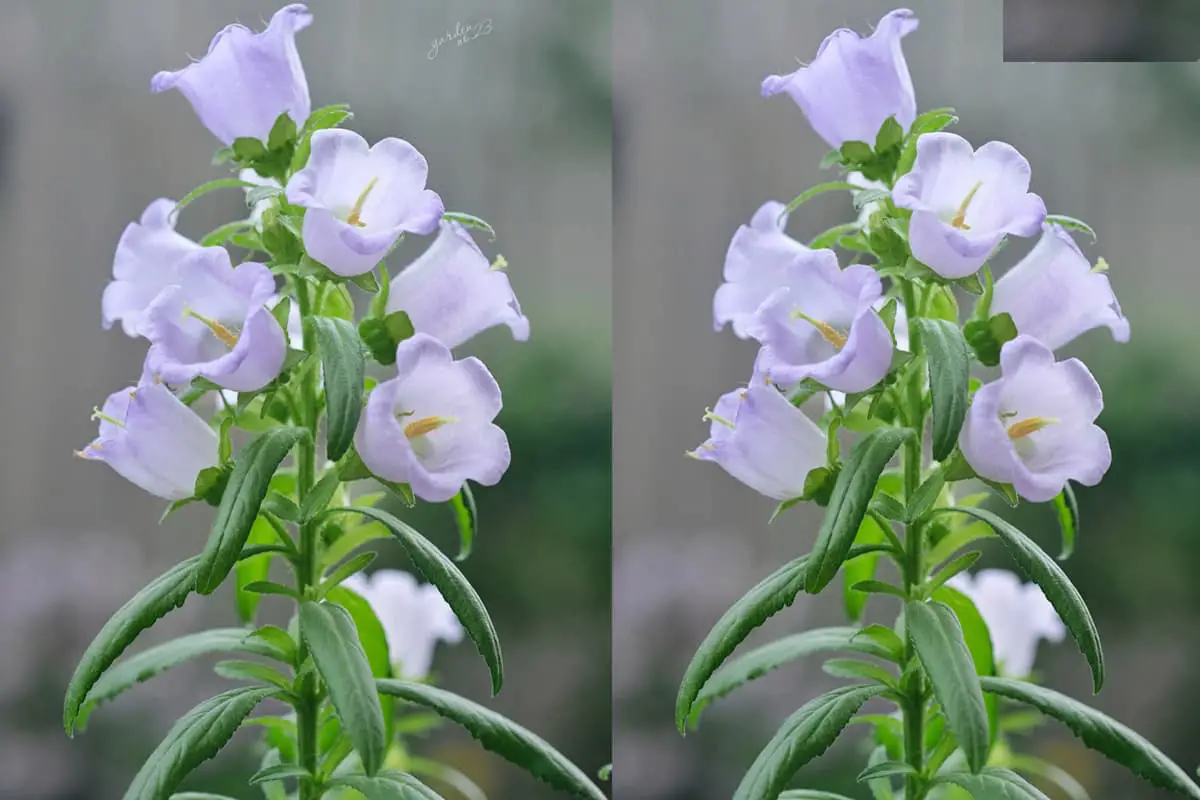 Campanula medium