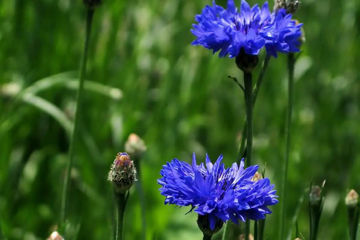 Centaurea cyanus