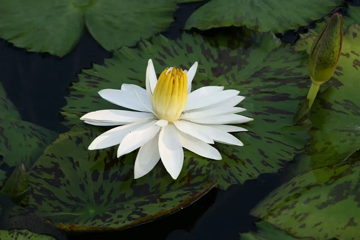 Nymphaea alba