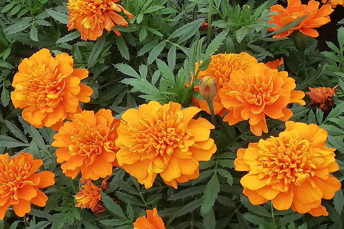 Tagetes erecta