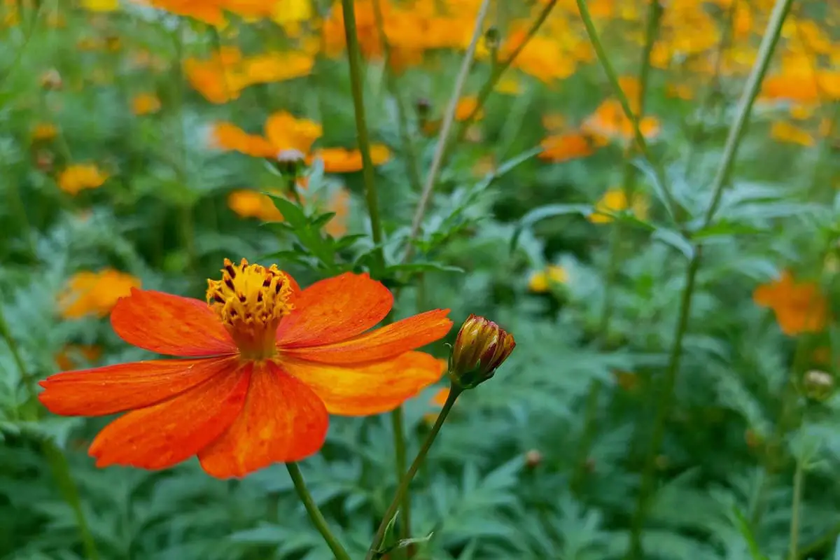 Tagetes patula