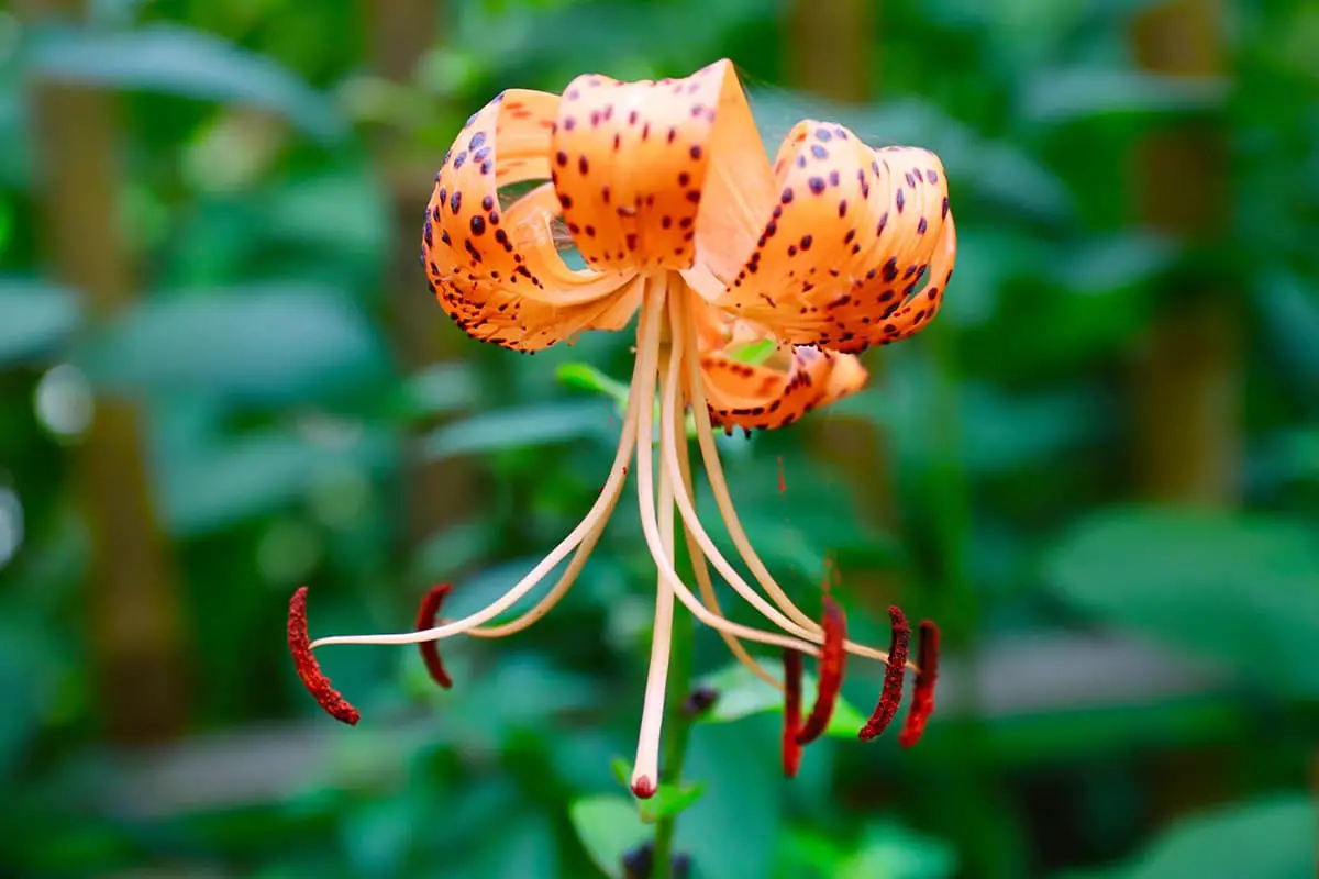 Lilium lancifolium
