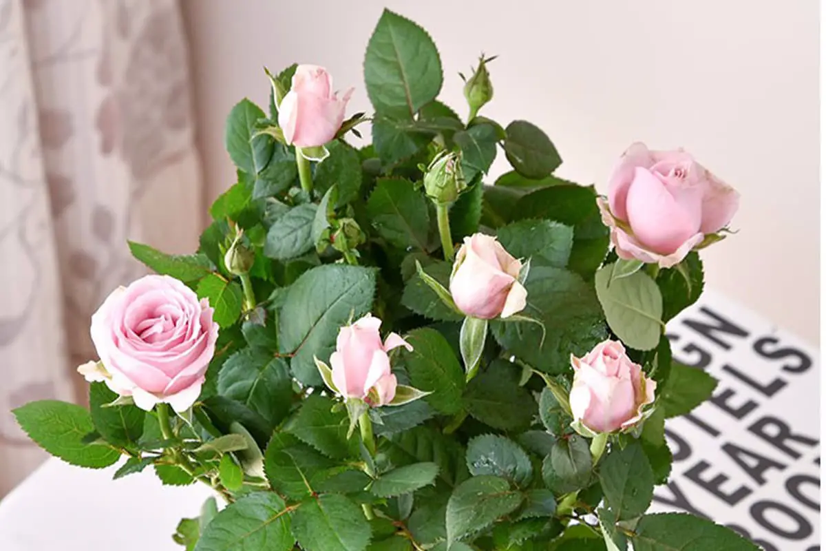 Learn About the Miniature Rose: Basics, Growth & Care, Value and More