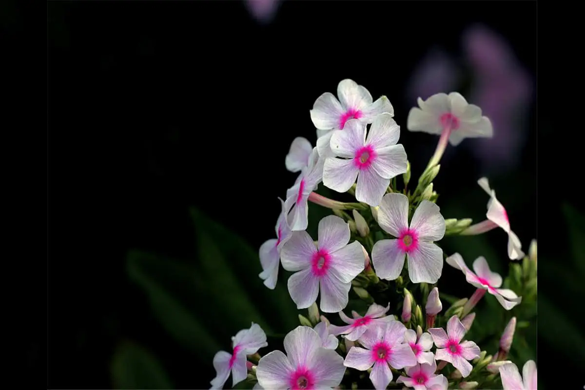 Glandularia hybrida