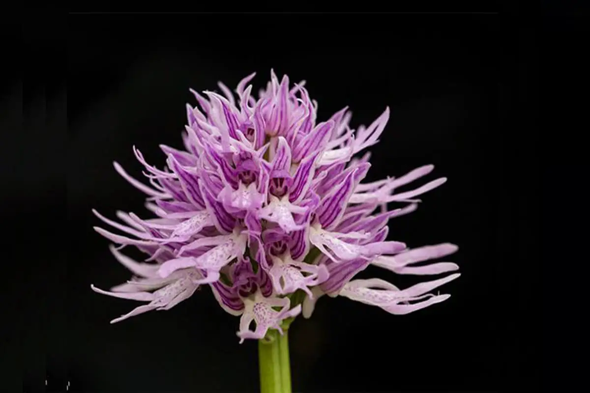 Learn About the Orchis Italica: Basics, Growth, Value and More