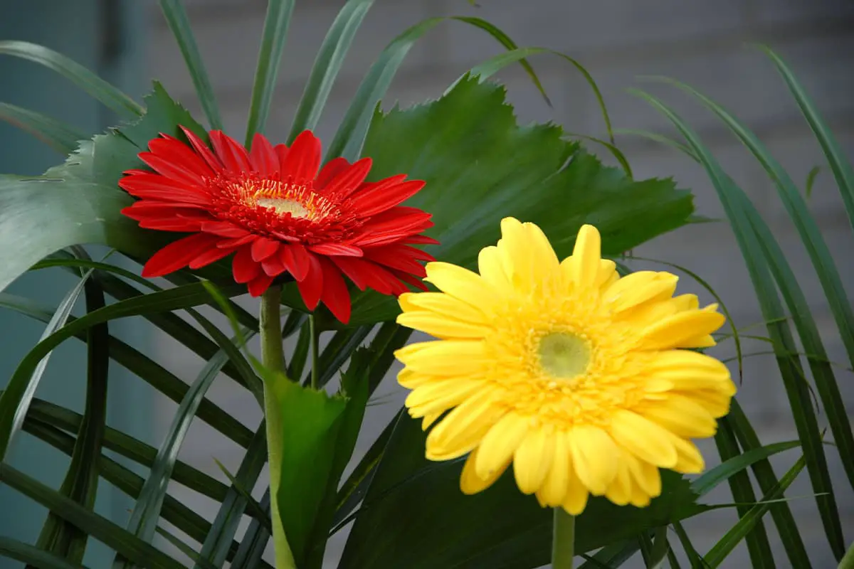 Gerbera jamesonii