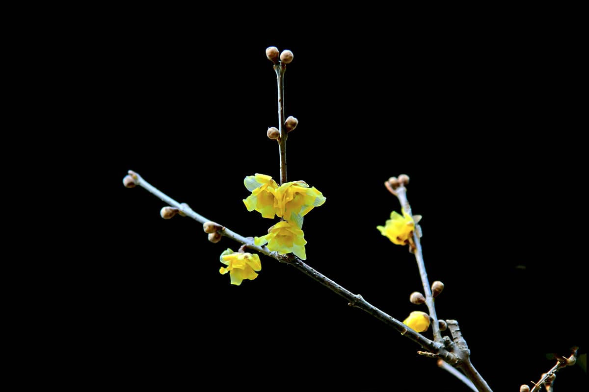 Chimonanthus praecox