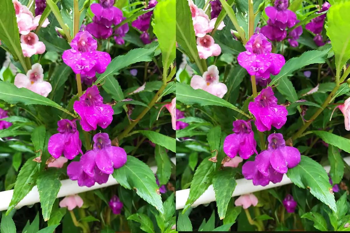 Impatiens