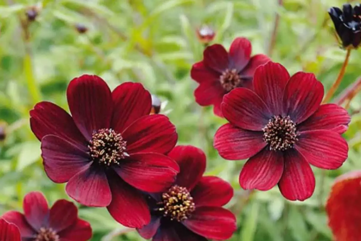 Learn About the Chocolate Cosmos: Basics, Growth and Care