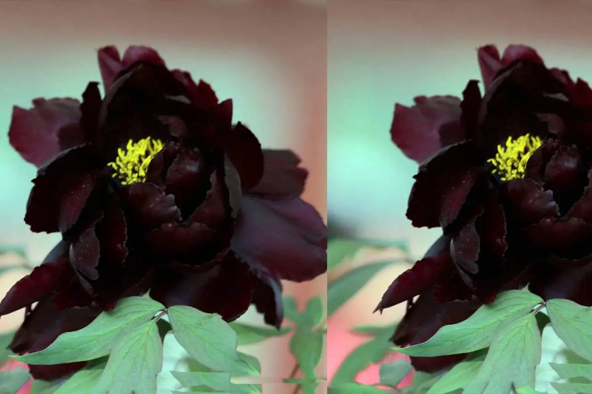 Black Peony Flower
