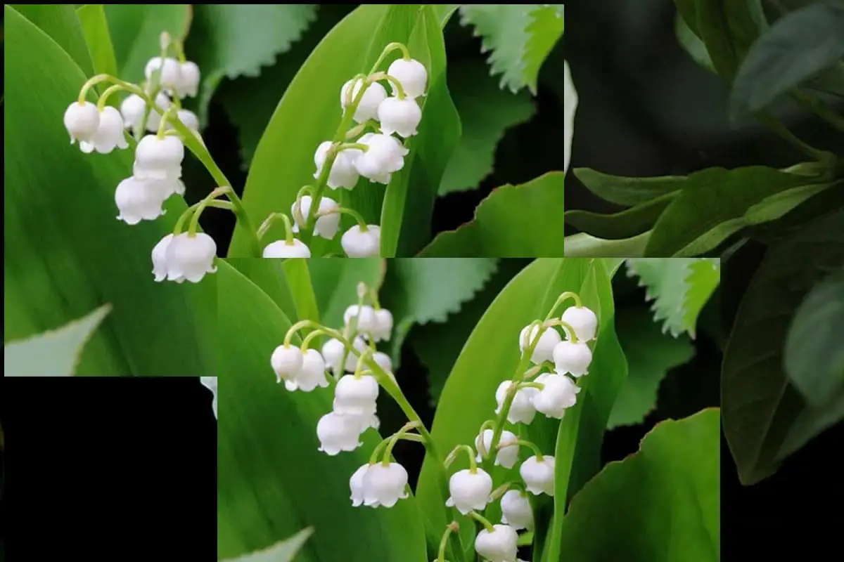 Lily of the Valley, Blooming period: May - June