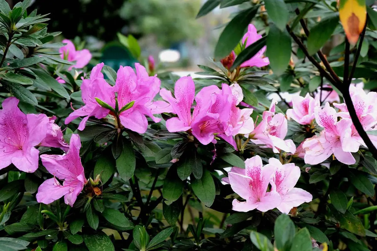 Rhododendrons, Blooming period: Spring