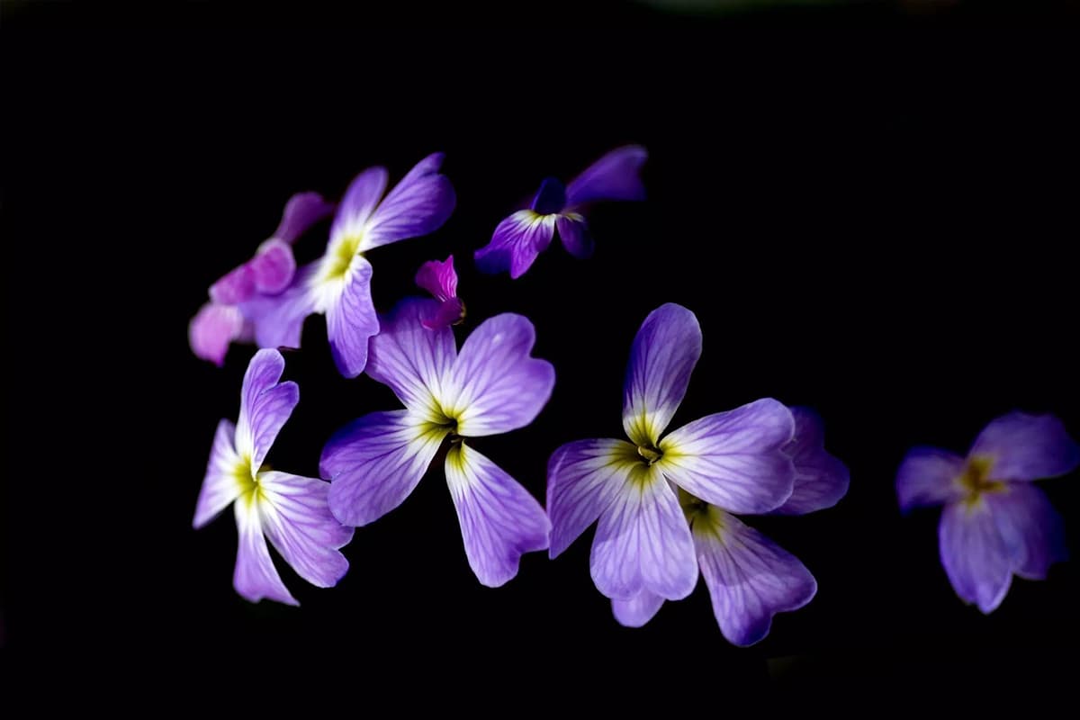 Horned Violet