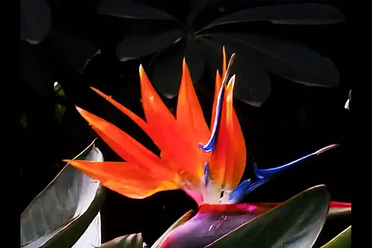 Strelitzia Reginae (Bird of Paradise) - Blooming period: Winter