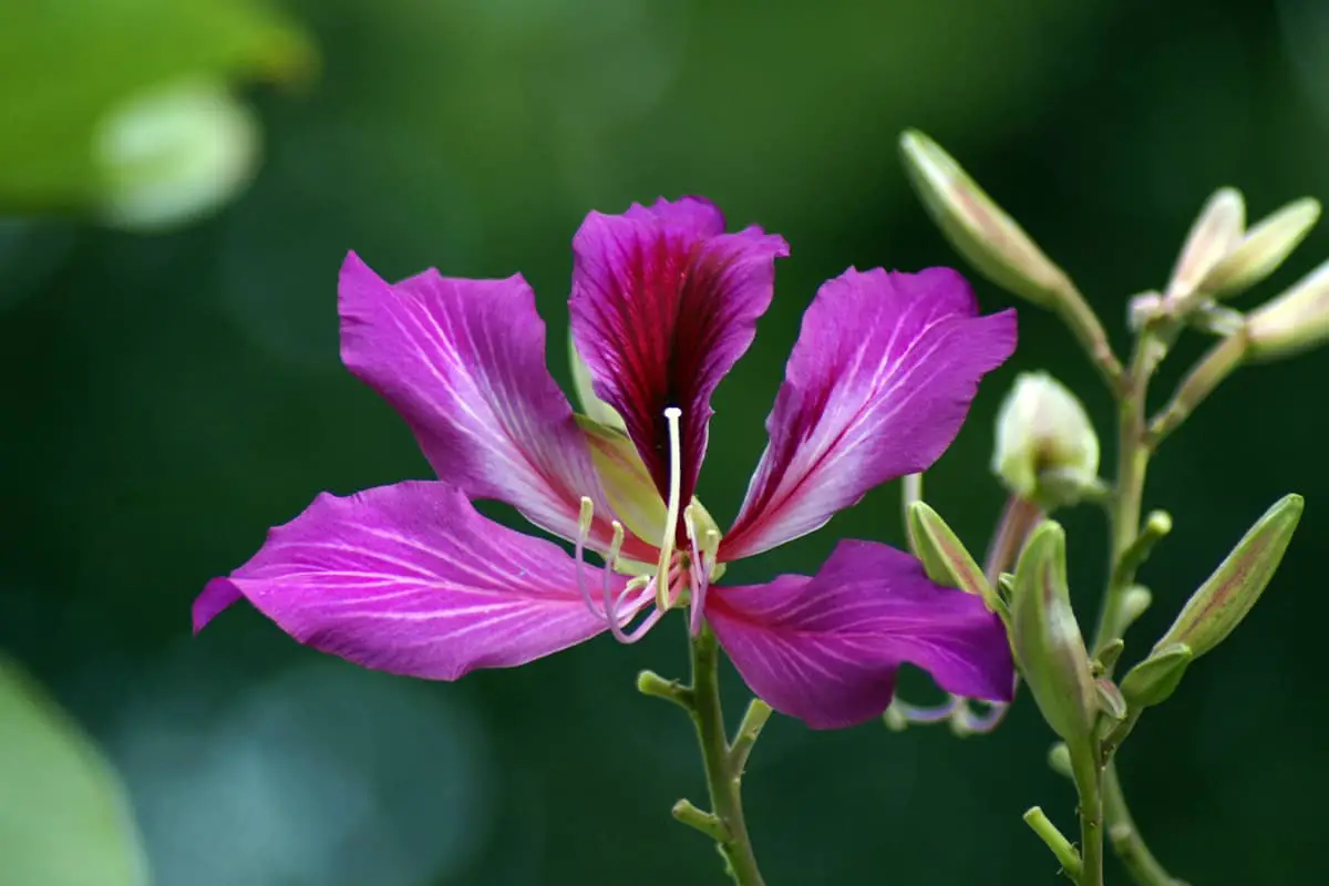 Bauhinia Purpurea